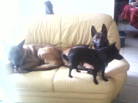  mes chiens = ma passion 