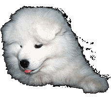 Appel pour les animaux de Cor&eacute;e du Sud!
