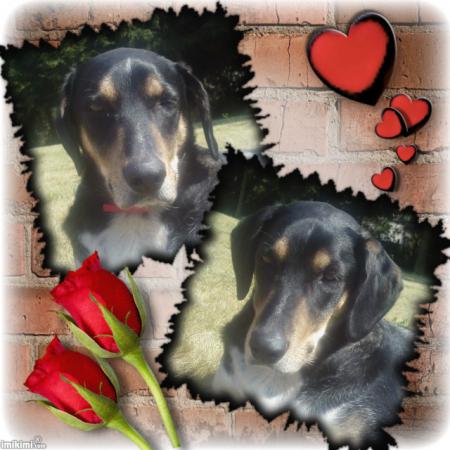 Des belles roses pour notre Yoyotte...