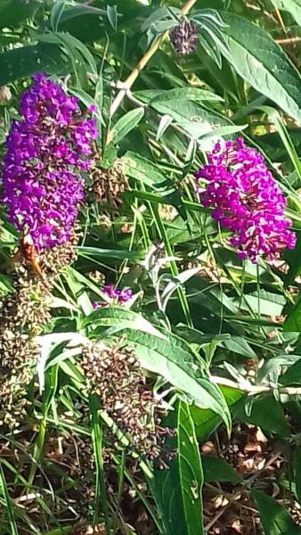 Couleurs