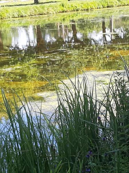Grenouilles