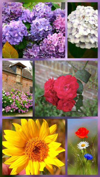 Fleurs