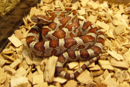 Pantherophis guttatus guttatus 