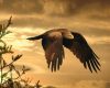 Photographe animalier