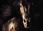 cheval cheval cheval