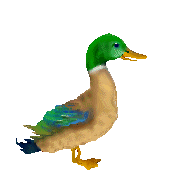 STOP au foie gras! STOP au gavage! 2 p&eacute;titons!