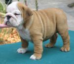 BOULEDOGUE   ANGLAIS  A   VENDRE 