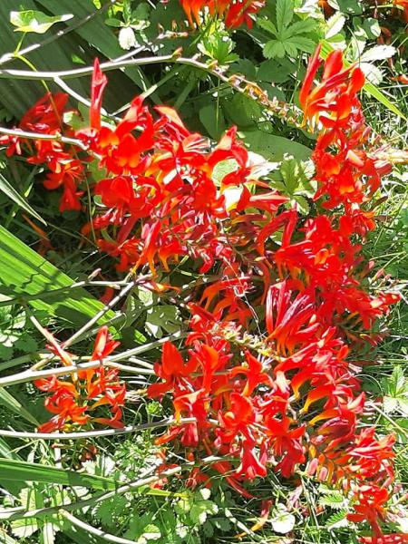Fleurs