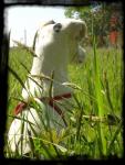 divinemonjackrussel