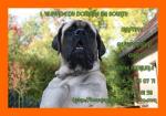 mastiff chien