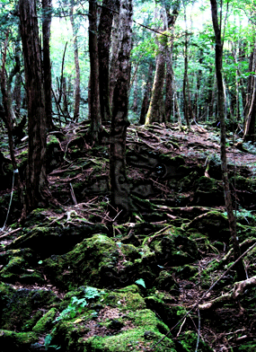 aokigahara