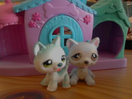 mes husky