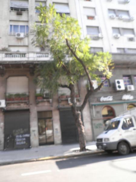 Un arbre dans la ville