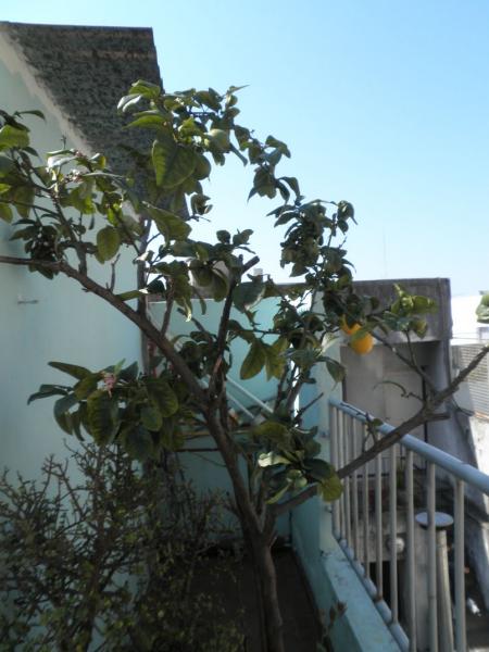 Le citronnier