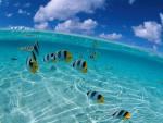 blue_lagon