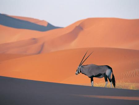 les chevaux:leurs besoins