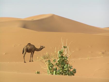 la rolls du sahara