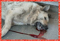SOS Ukraine! Les animaux sont massacr&eacute;s pour la coupe de foot 2012!