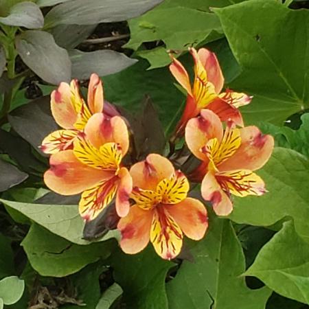 Fleurs de maman