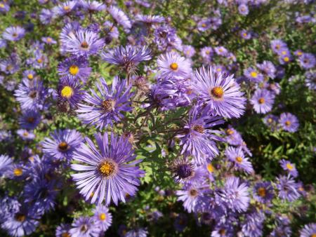 Aster j adore