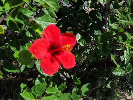 Rouge
