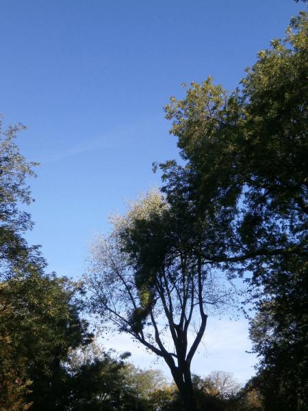 Ciel 