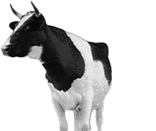 Souffrance animale - La viande, d&eacute;rives et cons&eacute;quences
