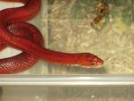 Dyl\'aim-reptiles