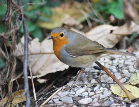 rouge gorge