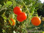 le plaisir des papilles