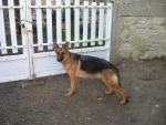 BERGERS MALINOIS ET BERGERS ALLEMANDS