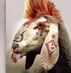 s-yassine-s