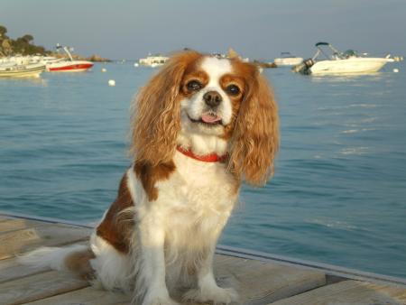 La corse