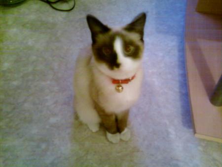 FIFI