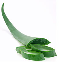 1 - LES BIENFAITS DE L'ALOE VERA