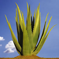2 - LA PLANTE