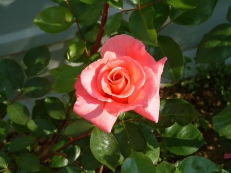Une Rose de Picardie