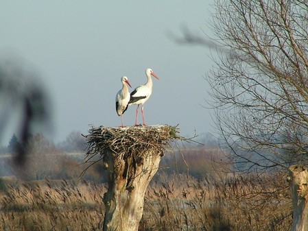 Cigognes dans les marais de Laviers
