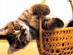 cherche...