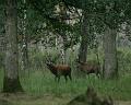 cerf