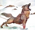 la meute des loups