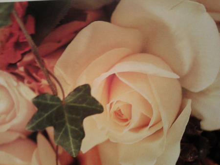 rosa