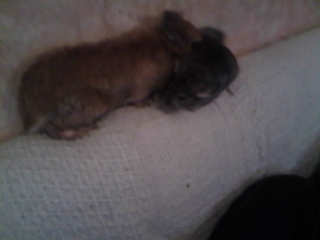 trop choux