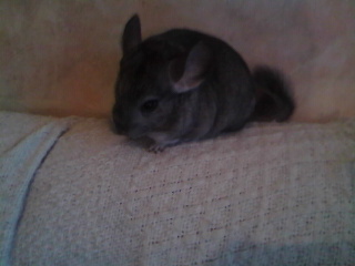 ma ptit zo&eacute;