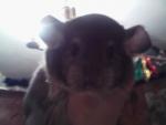 nos amie les chinchillas