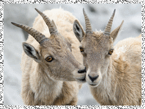 Animaux tendresse