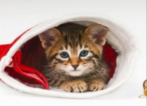 Bient&ocirc;t no&euml;l