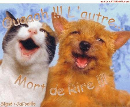 Petit chien et chat pour vous rendre heureux