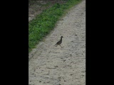 Vid�o Andalousie