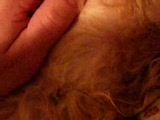 Vid�o 1ERE Mise bas de Pinotte